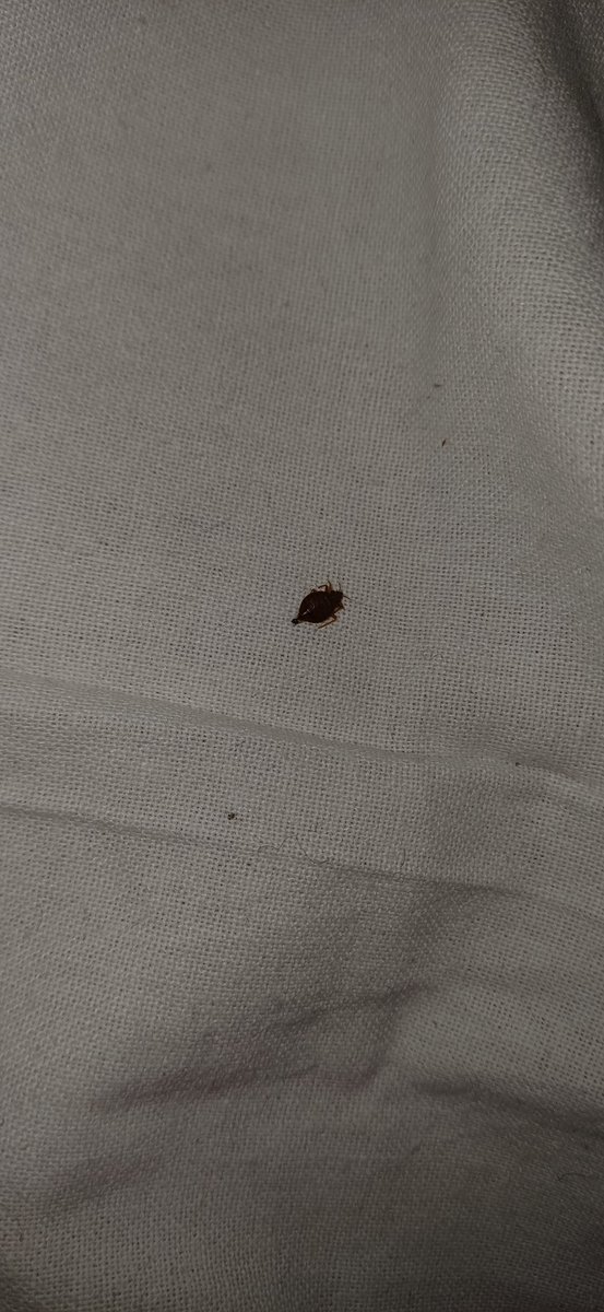 mis40268429's tweet photo. Horrible experience at Raipur Dormitory on 08 Dec — the room was full of bed bugs! Bitten all night &amp; the in-charge staff didn’t help at all. Requesting @IRCTCofficial @RailMinIndia to take urgent action. Travellers deserve safe &amp; clean rooms. https://t.co/nHGyLRDOMH