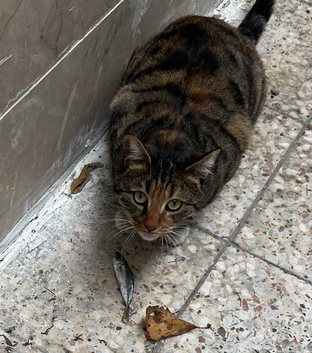 Ankarada balığı nasıl tuttu acaba