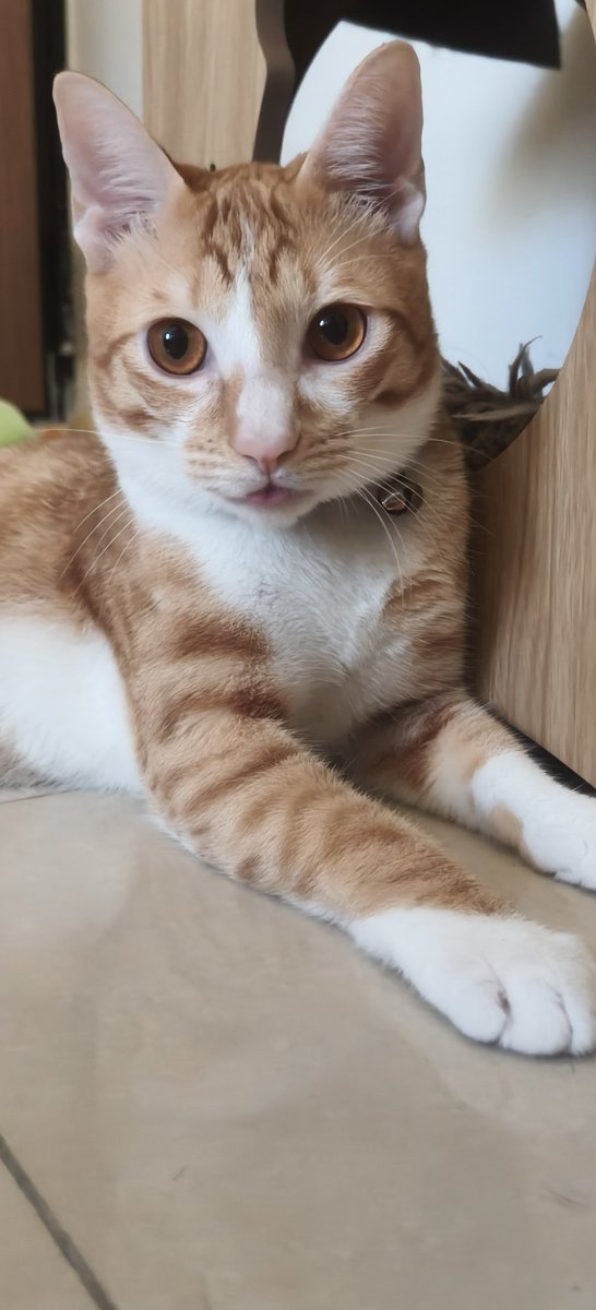 忘記收舌頭的模樣真的超可愛😍😍