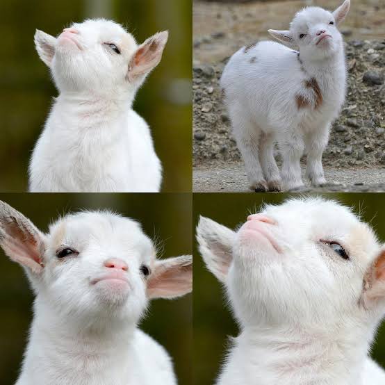 ginnynatnicha's tweet image. 