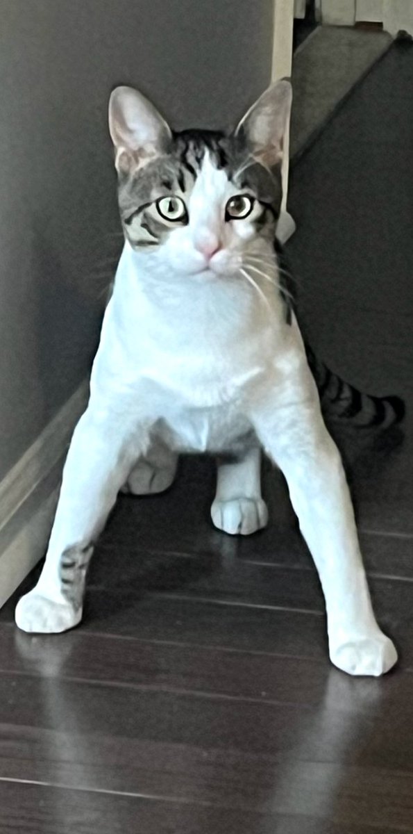 Elon has made me invisible.
Can ANYONE THAT SEES THIS either like or just reply with yes.

 -tried this a few weeks ago got a WHOPPING 2 LIKES.

*including cute pic*