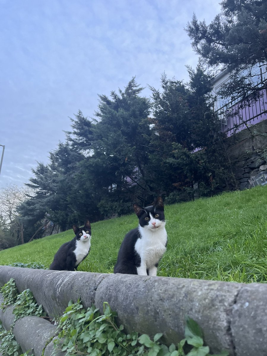 Semtimin ikiz dingilleri