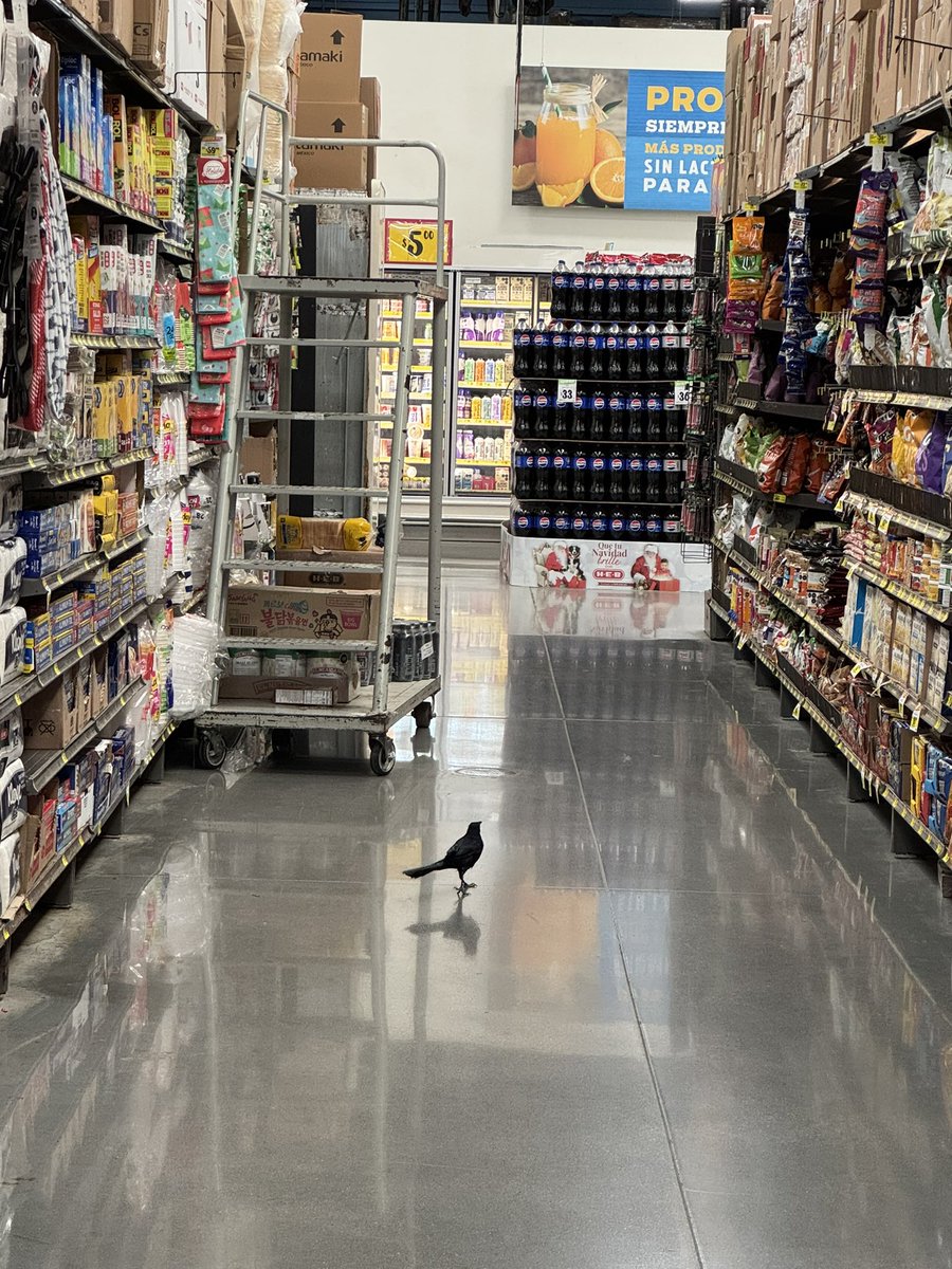 AnaPattyAR's tweet photo. Mientras tanto en el supermercado más caro de México #tampico #heb @HEB_mexico  @HEB   es pet friendly o qué? https://t.co/z50MHV608v
