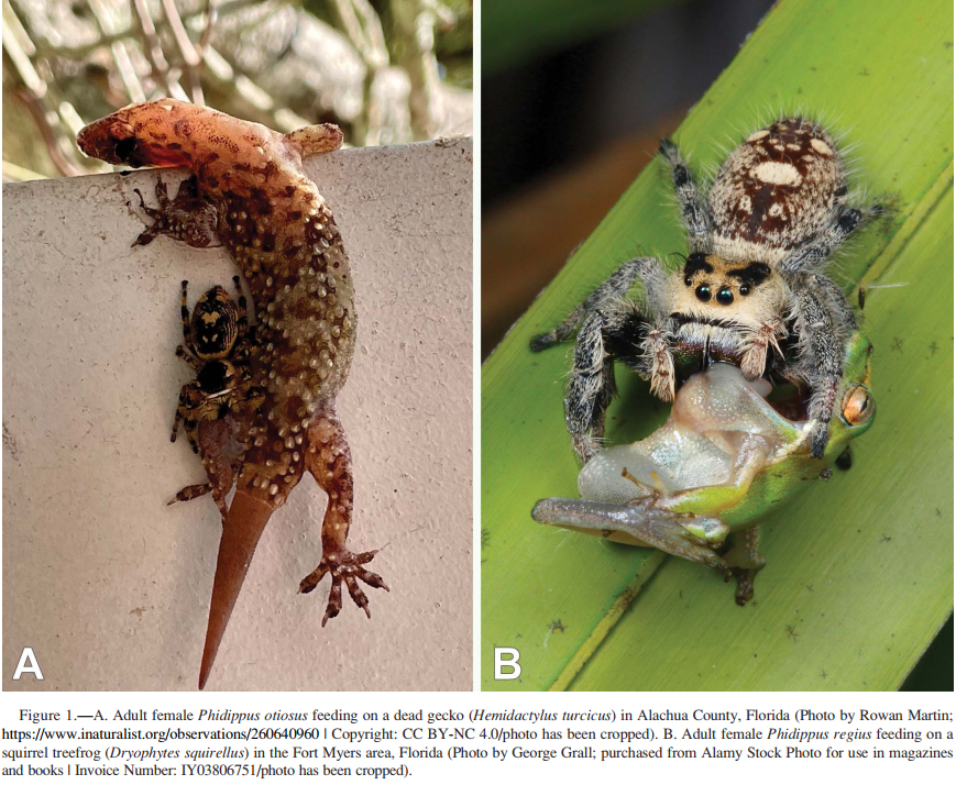 We really underestimate how terrifying even "ordinary" spiders must be to small vertebrates. Imagine a small purring cat that runs up to your thigh, nips you, and straight-up turns you into GOO!