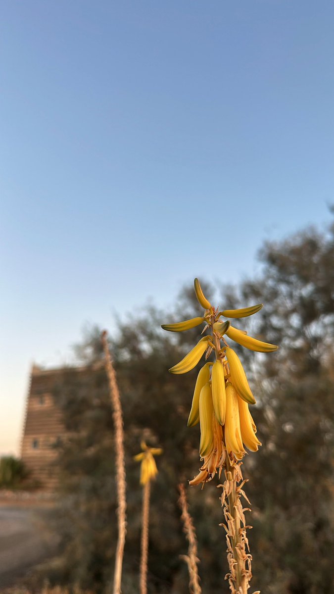 Maymonah Alqhtani tweet media