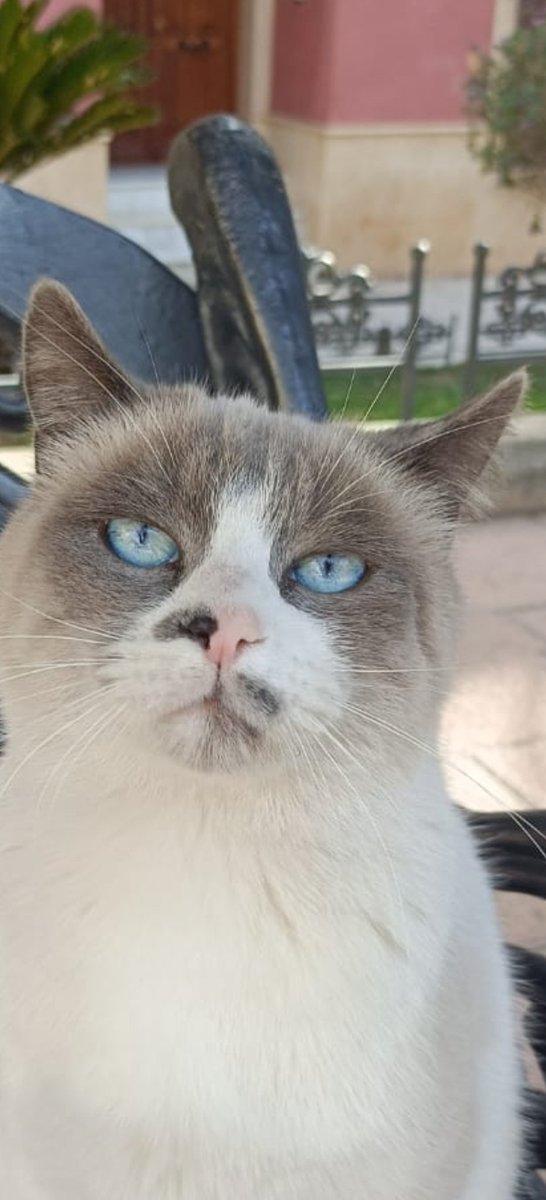 BurkManuela's tweet photo. Los gatos son territoriales.
Cuando un desalmado
deja a su GATO CASERO
EN LA CALLE 
lo condena a pasar
hambre frío miedo
y a recibir
mordiscos y zarpazos.
LO CONDENA A MUERTE

SOS 🆘 🆘 🆘 SOOOS 😭
Este pequeño no se mueve
y ya tiene heridas.
#Murcia 
🙏
https://t.co/z87fERgtQ3 https://t.co/c4UC3kahzG