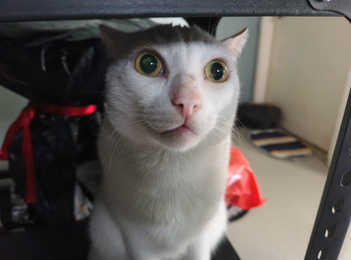 laine ۶ৎ tweet media