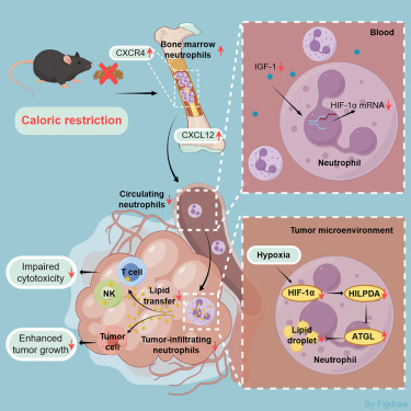New!  Online now: Restricting lipid accumulation in tumor-infiltrating neutrophils mediates caloric restriction-induced anti-cancer effects dlvr.it/TPlGV5