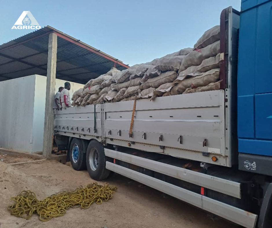 sayagrico's tweet image. Deze week zijn meerdere containers met aardappelen aangekomen in Libië met de aardappelrassen #Spunta, #Paradiso, #Levante en #Arizona.
Onze partner Fasila Co. Food &amp;amp; Agriculture is zeer tevreden met de kwaliteit van de geleverde aardappelen.
#Agrico #AgricoPotatoes #Libië