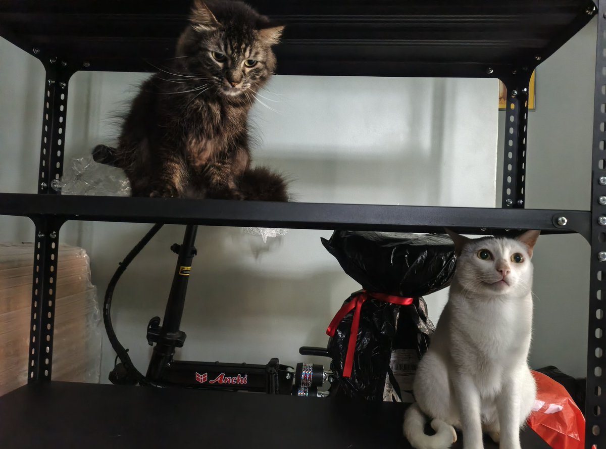 laine ۶ৎ tweet media