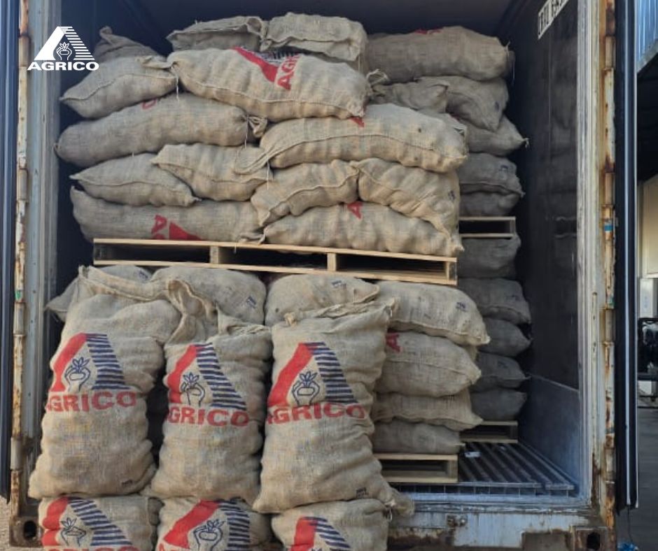 agricopotatoes's tweet image. This week, several containers of potatoes arrived in Libya. Among others, the potato varieties #Spunta #Paradiso #Levante and #Arizona were delivered. Our partner Fasila Co. Food &amp;amp; Agriculture is very satisfied with the quality of the potatoes delivered.

#Agrico #AgricoPotatoes