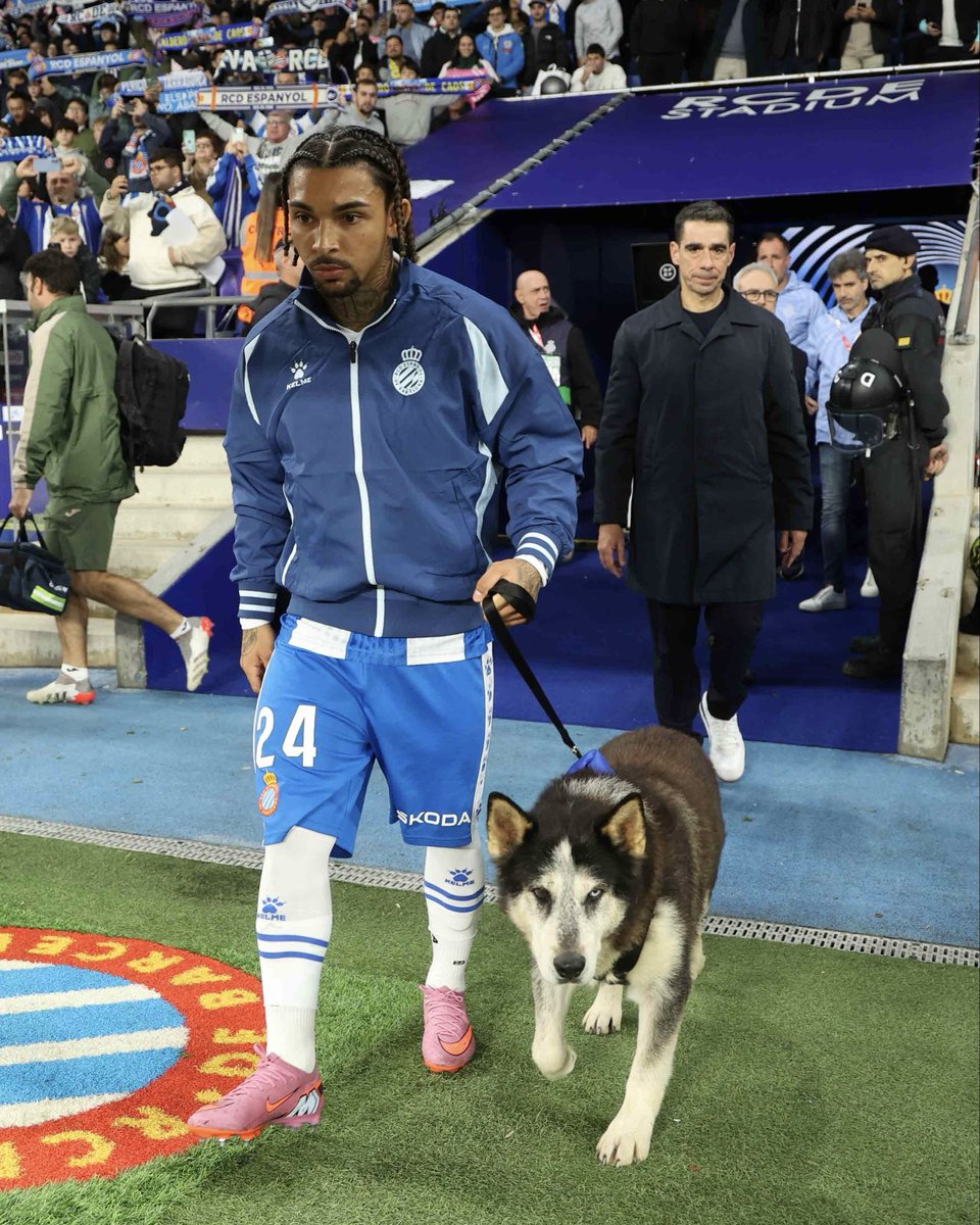 RCDEspanyol's tweet image. 𝐋𝐎𝐁𝐎, adoptat per una família perica 🤩 Ens n’alegrem moltíssim i us desitgem tota la felicitat del món. Que tinguis una gran vida, Lobo 🤍💙 #ElsPericosNoAbandonen