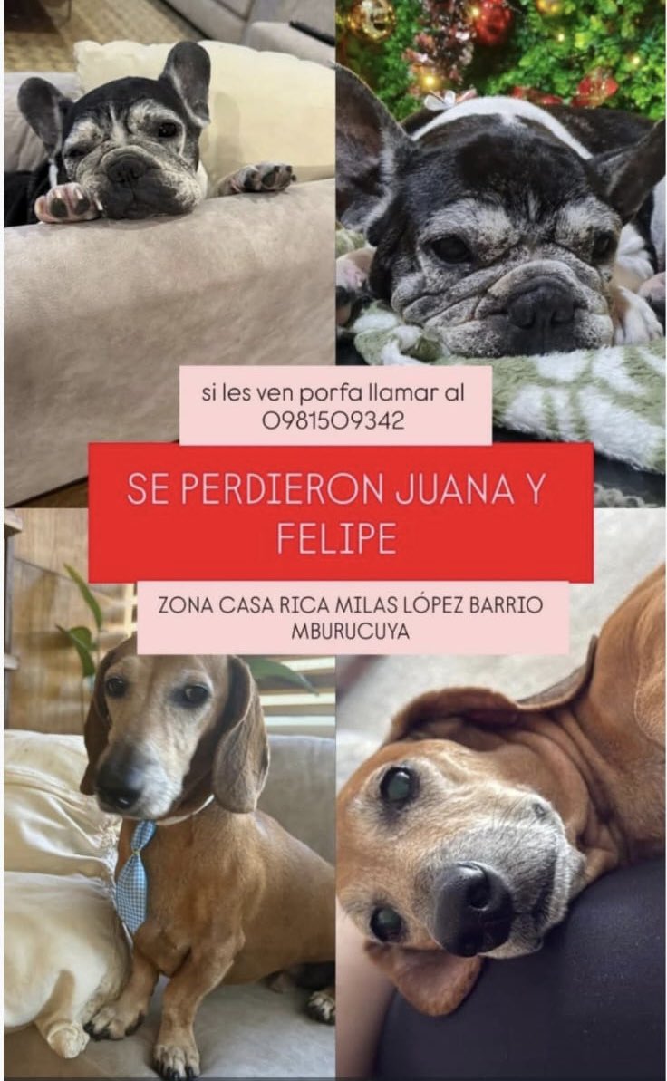 Se buscan ‼️ zona Casa Rica barrio Mburucuya. Ayuda con RP 🙏
