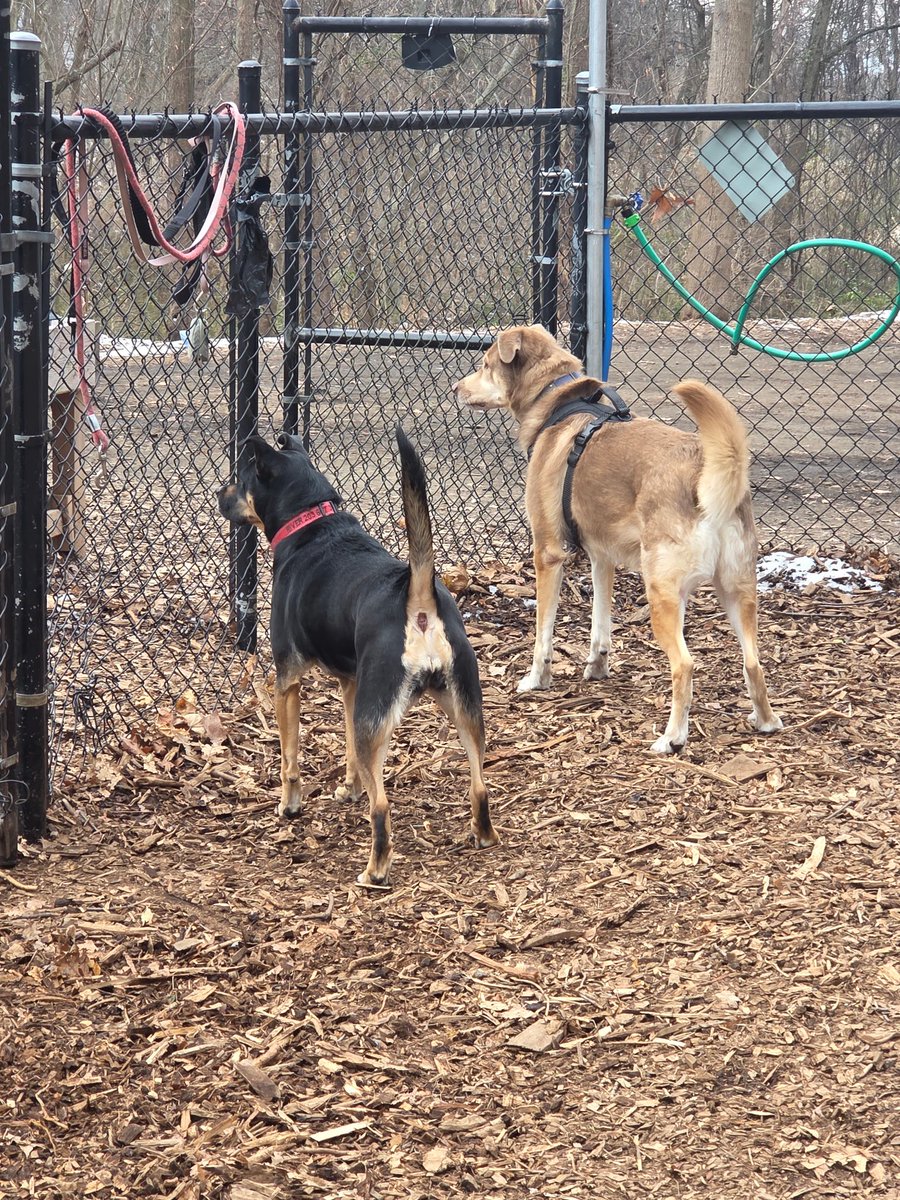 Granted I’m wfh today, Theo still got time with his favorite dog walker to give him time to run around properly and live his best life.