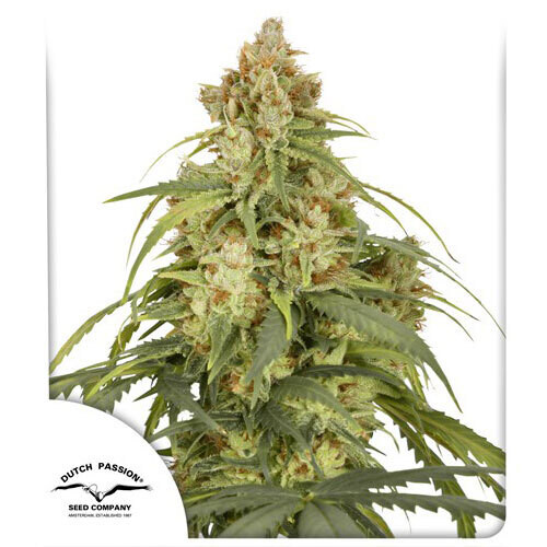 ToroGrow's tweet photo. Dutch Passion - Auto CBD-Victory (auto/fem.) https://t.co/koxvsbTs1b #ToroGrowshop #гроушоп #Cannabis #torogrow #TG #Growshop #Seeds #семена #каннабис https://t.co/9MGwIKCAO9
