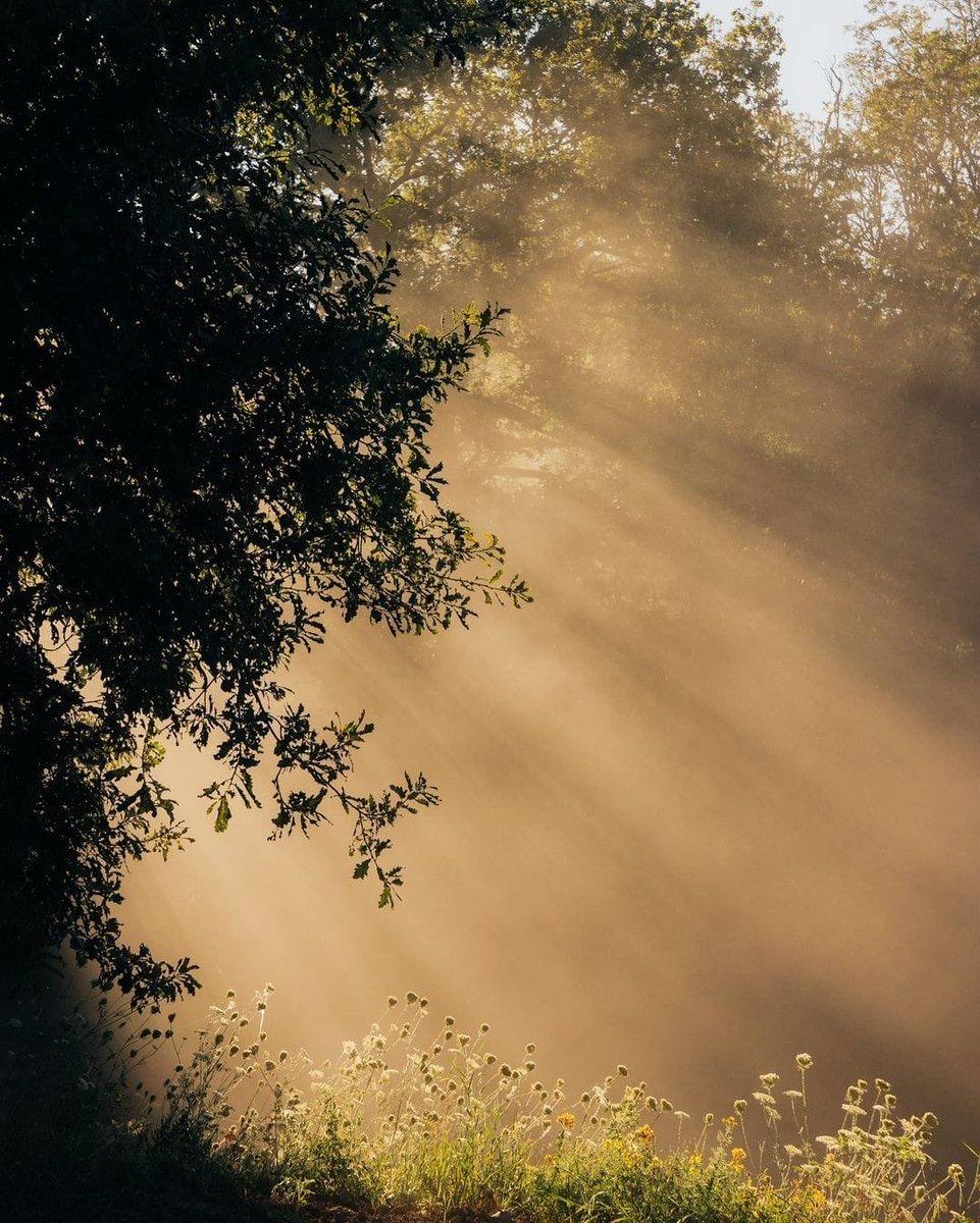 Gaia ☀︎︎︎ (@gaiaserenity) on Twitter photo 