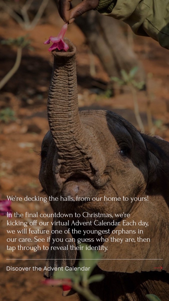 Day 1 of our Orphan Advent Calendar! This little girl is a tiny force of  nature. She was rescued as a neonate in May, and loves mud baths and  turning objects into, image size:675x1200