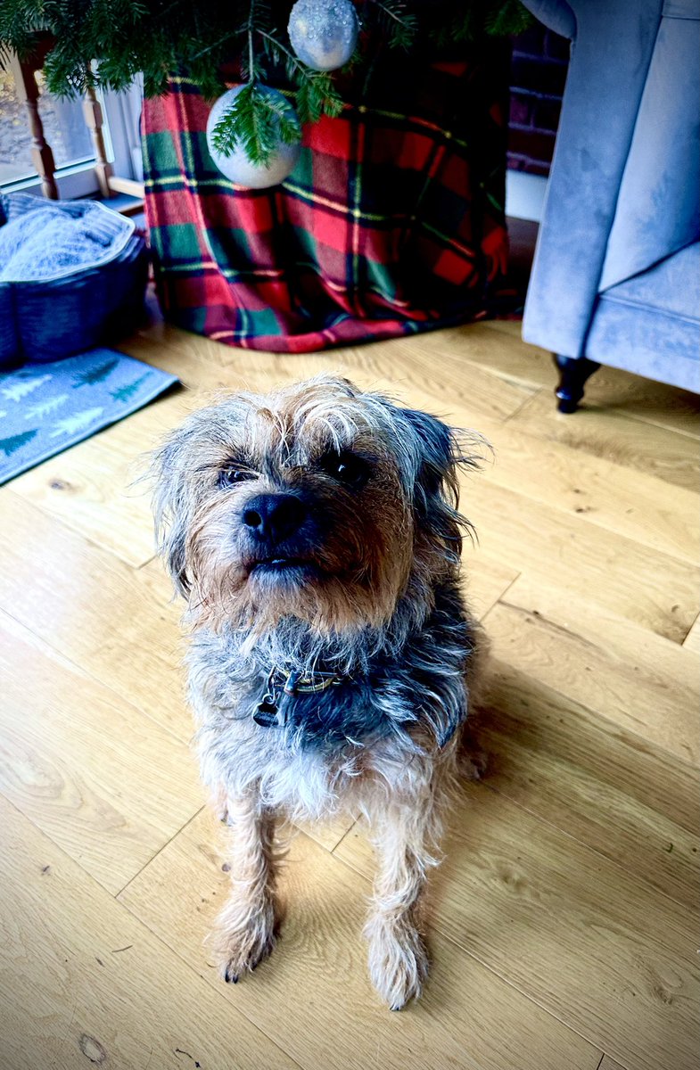 Miss Scraggy Agnes tweet media