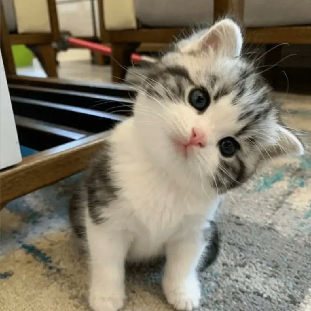 smol silly cat tweet media