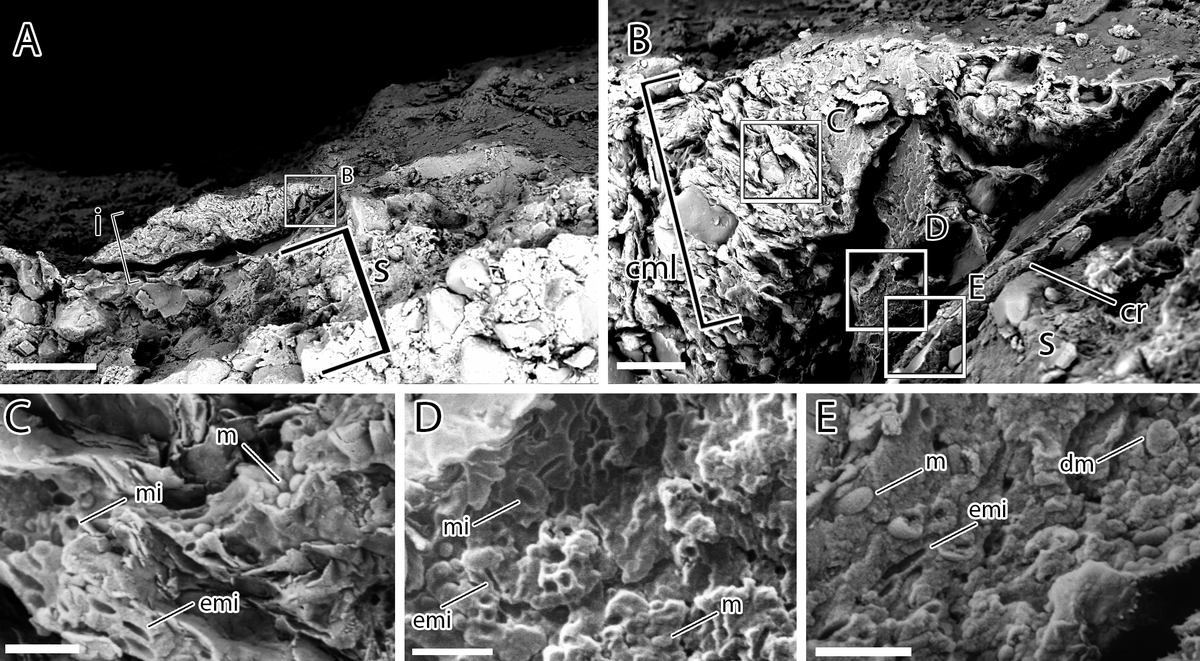 This just in! <a href="/Tessasaurus_rex/">Tess Gallagher🦕(@tessasaurus.bsky.social)</a> and co. have found the presence of melanosomes in the fossilized skin of Diplodocus! They can't tell precise colors, but they found these things probably had much more complex and brighter colors/patterns than anyone would've guessed.