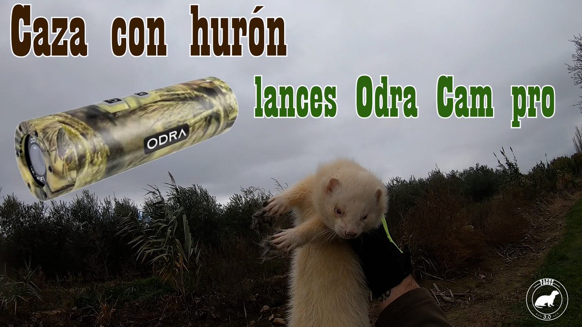 NUEVO VIDEO DE <a href="/Pacus911/">Pacus 3.0</a> ‼️⤵️

youtu.be/960yq_bc-Uo

#huronespacus3 #cazadoresenyoutube #cazamenor #cazaconhuron