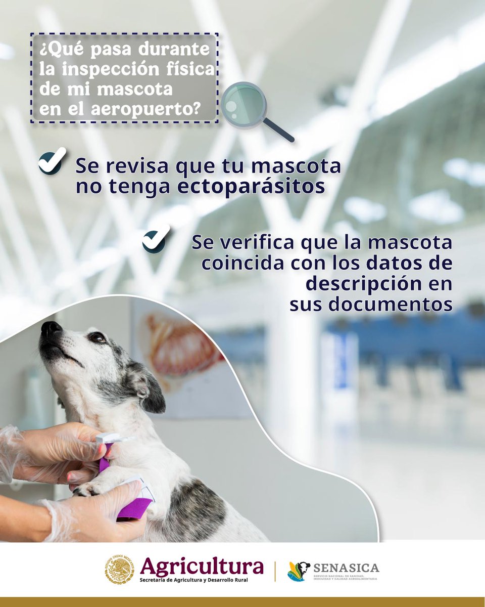 La inspección física de mascotas es un paso importante para mantener el control y evitar la diseminación de ectoparásitos, como pulgas o garrapatas. 🐶🐾🐱

¡Qué no te agarren en curva! Aquí te decimos en que consiste. 👀
Dale clic👉🏻 bit.ly/47YrJee

 #SenasicaNotifica