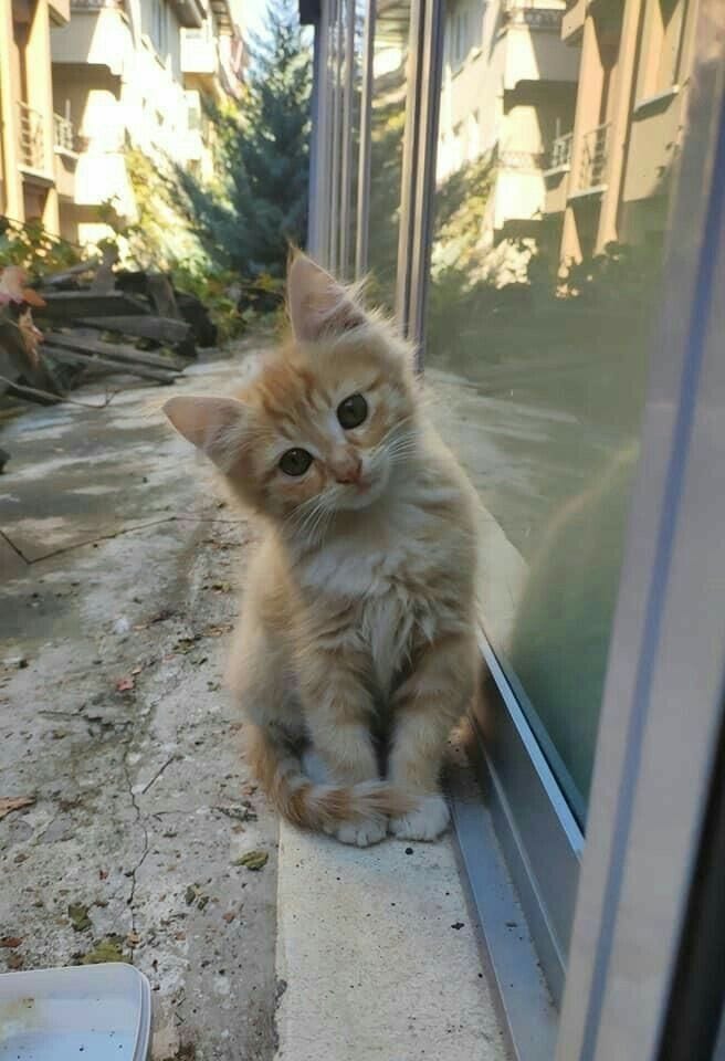 ThePetsX's tweet photo. https://t.co/dIdipwDqco