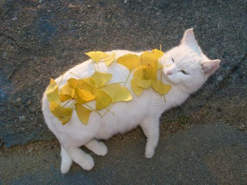 Mentally, I'm Here tweet media