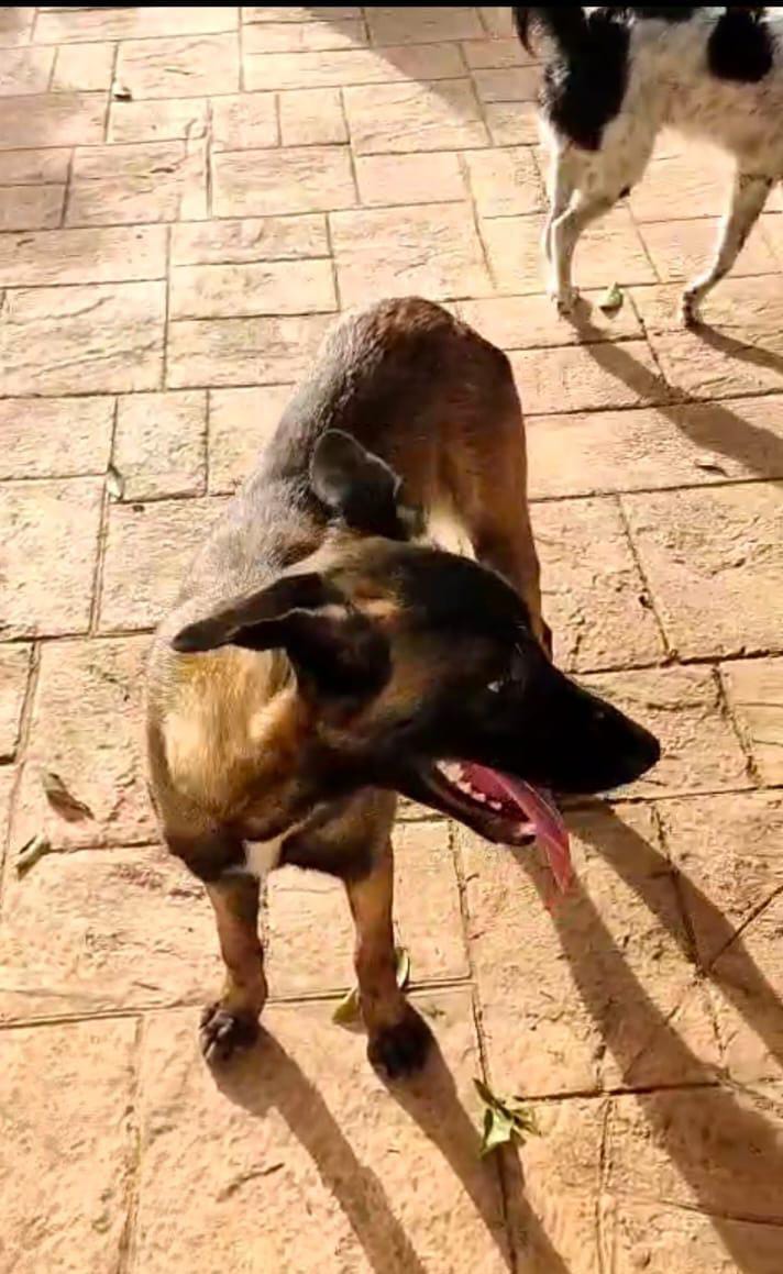 Perrita malinoise de tan sólo 8 meses, la han abandonado 😢 💔
Sabemos que estos perros son los más inteligentes del mundo pero "esa gentuza no valora ni a un ser no solo precioso y noble sino mucho más inteligente que él ‼️😡Busca una familia, es muy buena 🙏🏻
Sevilla
637528359