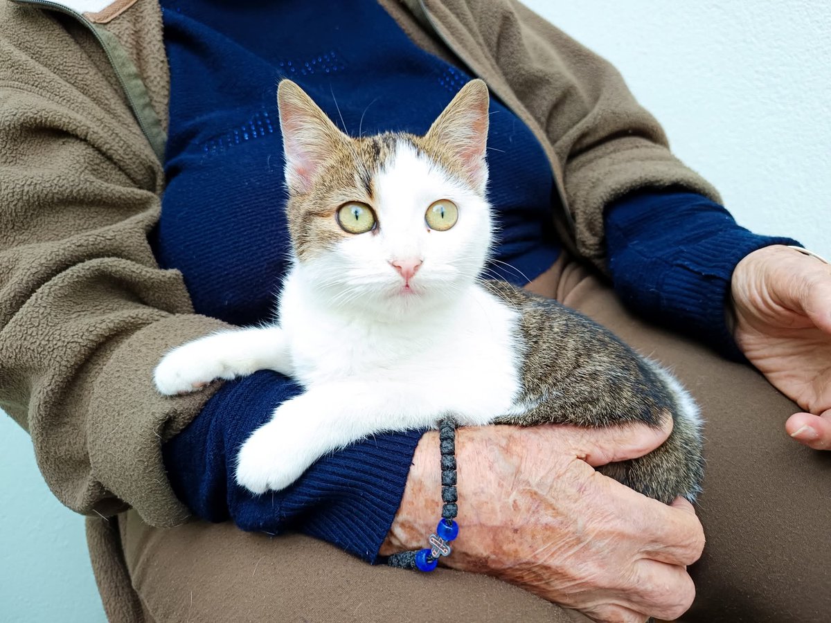 Θυμάστε που σας έλεγα για μια υπέροχη ηλικιωμένη κυρία που προσπαθώ να βοηθήσω να δώσει τα γατάκια της γιατί δεν έχει πολύ χρόνο ζωής;Κατάφερα και υιοθετήθηκαν τα δύο,οπότε πάμε παιδιά για τα άλλα δύο.Να μην έχει άγχος η κα Νίτσα ❤️ να της δώσουμε χαρά.Θηλυκό κ αρσενικό 5,5μηνών.