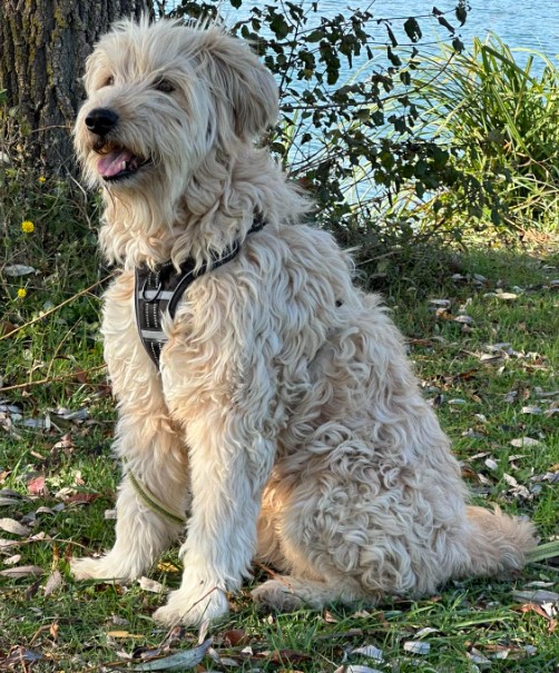 10.12.25 Perdu chien beige type Berger des Pyrénées à Soual. "Taïko". Pucé. Contact : facebook.com/christine.rich… #Tarn