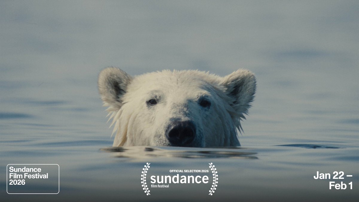sundancefest's tweet photo. Nuisance Bear
Dir. Gabriela Osio Vanden, Jack Weisman
U.S. DOCUMENTARY COMPETITION
#SundanceFilmFestival https://t.co/xt7eQW6vxu