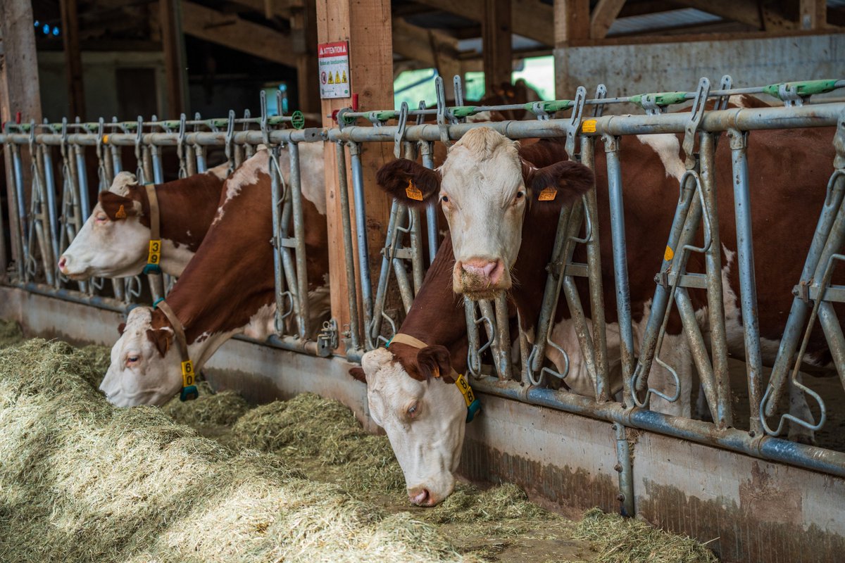 Tout mon soutien aux éleveurs ariégeois, confrontés à une décision absurde de l'État, qui veut abattre 208 vaches pour un seul cas de DNC... 

Vite, place au bon sens : dépistage, isolement, abattage ciblé, vaccination accélérée et indemnisation immédiate sont nécessaires !