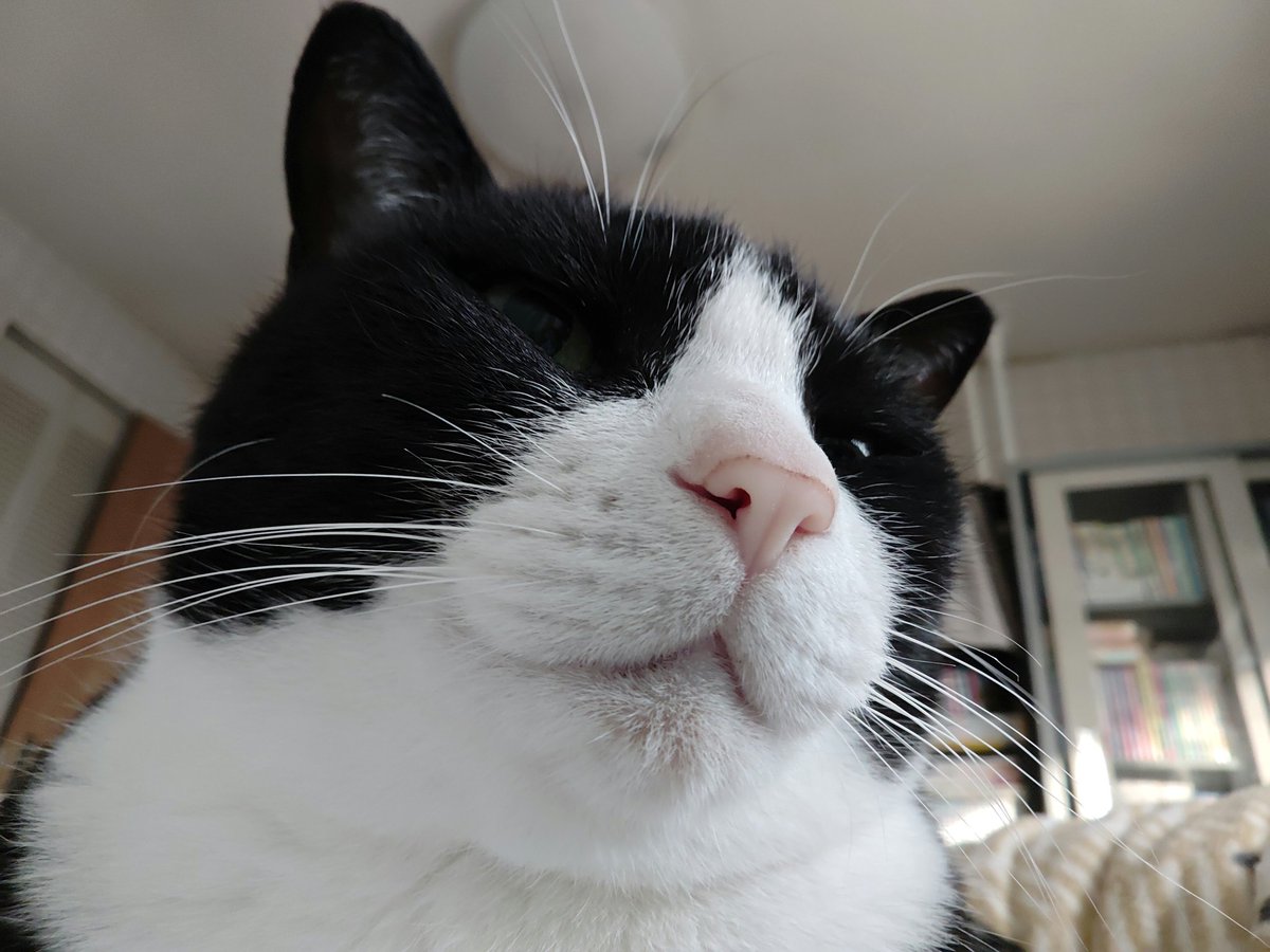 Post by 森旺ガイ on X: 朝ネコ