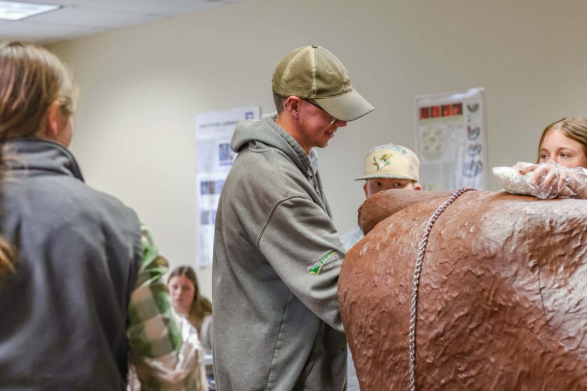 NCTACurtis's tweet image. 🐄💥 Calving complications? No problem.
Animal Management Lab tackles dystocia using a life-size cow/calf model—a real, hands-on practice in safely assisting a cow in labor.
Real-world learning = real-world confidence at NCTA! 💪🐮
#AnimalScience #HandsOnLearning #Calving