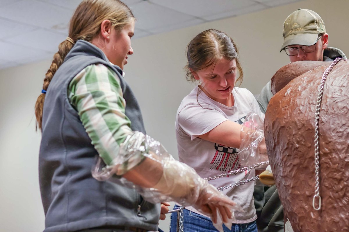 NCTACurtis's tweet image. 🐄💥 Calving complications? No problem.
Animal Management Lab tackles dystocia using a life-size cow/calf model—a real, hands-on practice in safely assisting a cow in labor.
Real-world learning = real-world confidence at NCTA! 💪🐮
#AnimalScience #HandsOnLearning #Calving