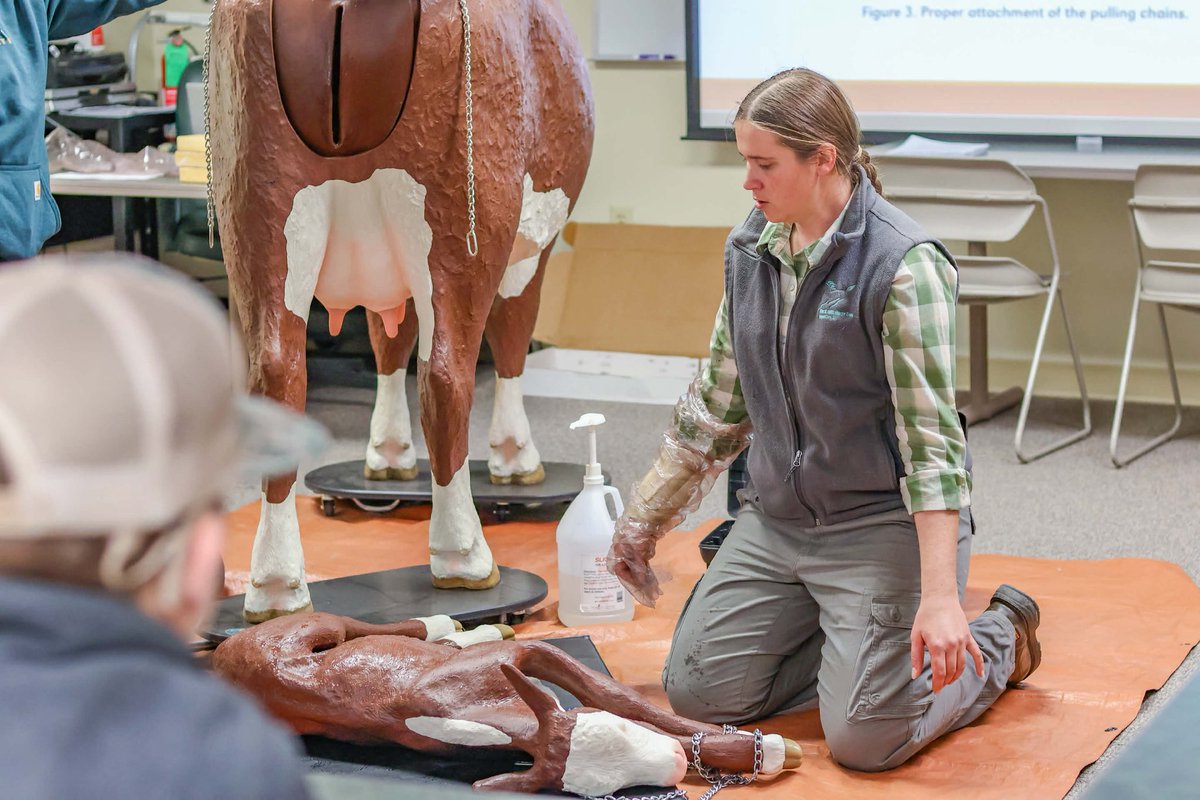 NCTACurtis's tweet image. 🐄💥 Calving complications? No problem.
Animal Management Lab tackles dystocia using a life-size cow/calf model—a real, hands-on practice in safely assisting a cow in labor.
Real-world learning = real-world confidence at NCTA! 💪🐮
#AnimalScience #HandsOnLearning #Calving