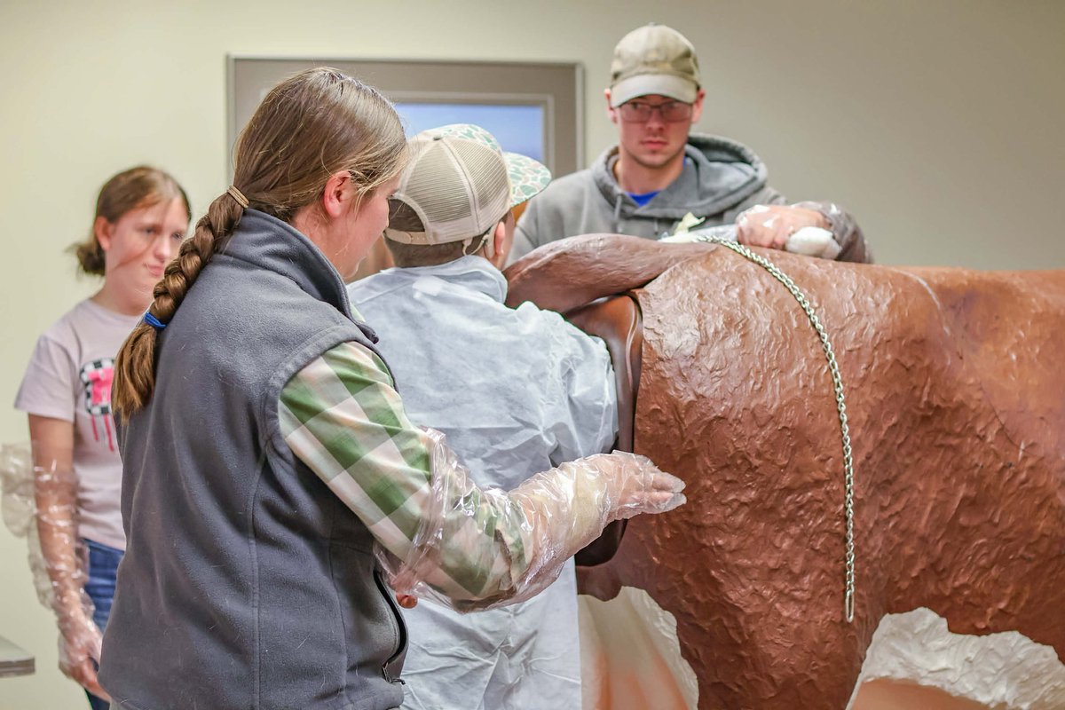 NCTACurtis's tweet image. 🐄💥 Calving complications? No problem.
Animal Management Lab tackles dystocia using a life-size cow/calf model—a real, hands-on practice in safely assisting a cow in labor.
Real-world learning = real-world confidence at NCTA! 💪🐮
#AnimalScience #HandsOnLearning #Calving