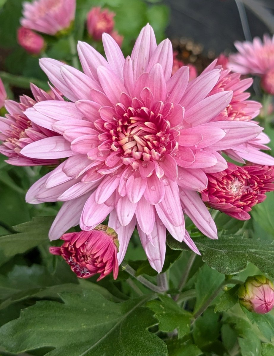 🐼ma💓min 🍞ﾀﾞ🍥 (@mamin0383) / Posts / X