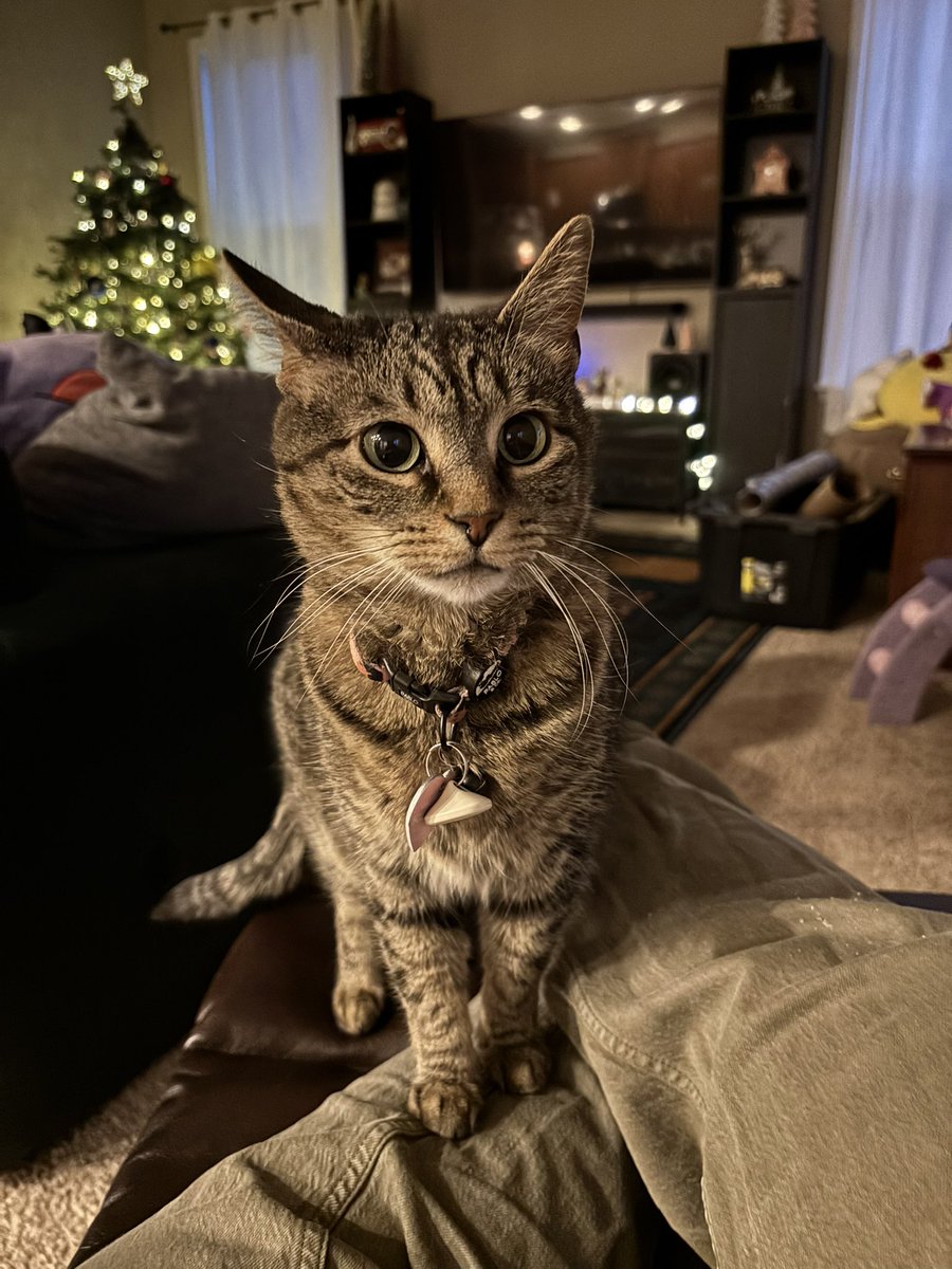 does this looky liek an gorl who brake crispmas orament off an tree to u ?? 

im didn tink so !!!!