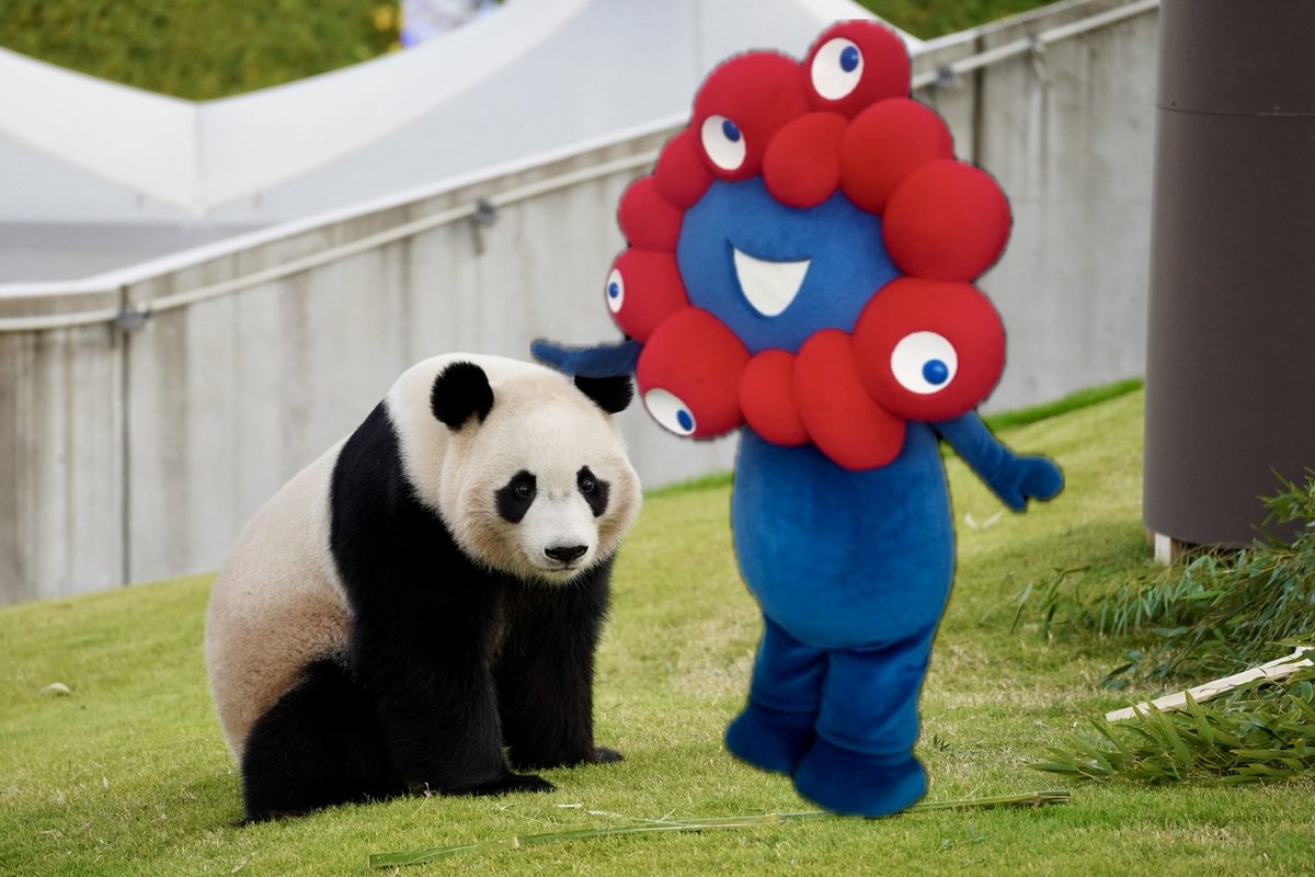 Panda camera (パンカメ🐼) (@panda___camera) / Posts / X