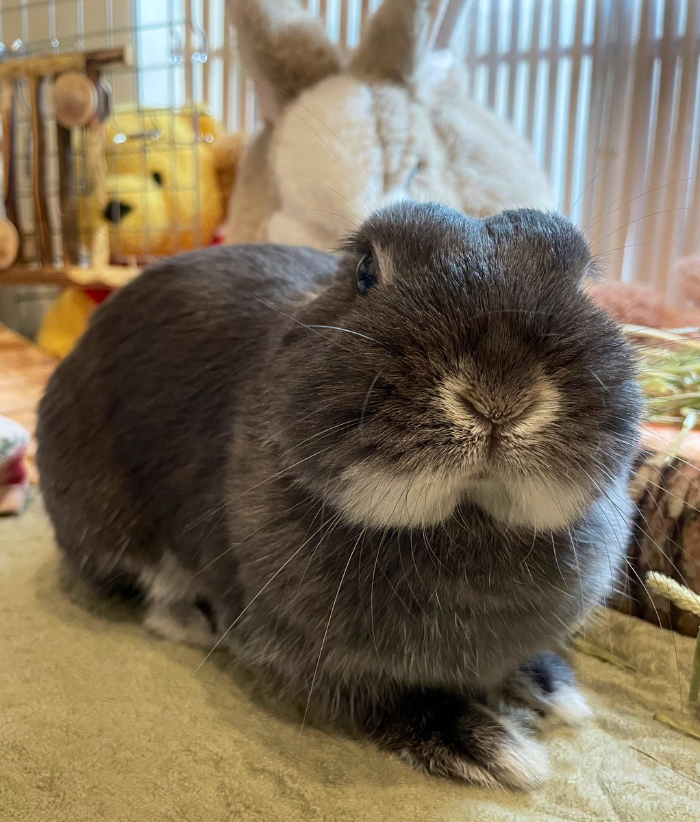 おはすず もっふりようび〜