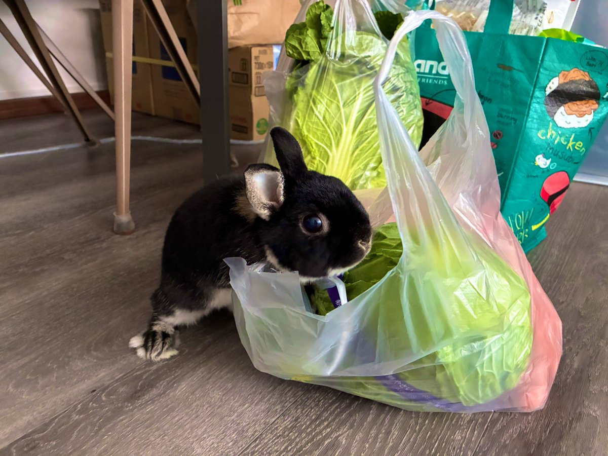 キャベツ泥棒中🤫