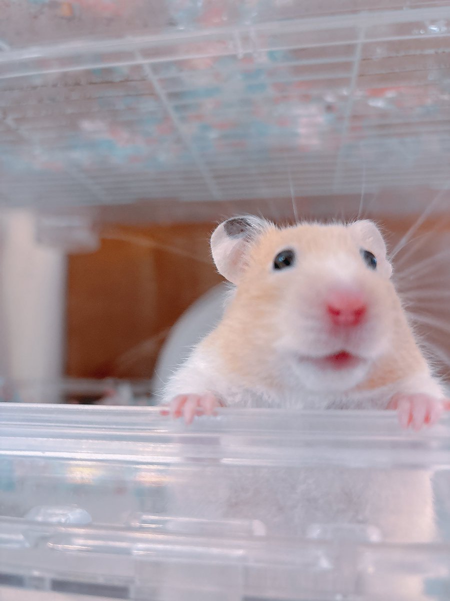 ハムちゃん🐹 (@nagihagiyubeshi) on X