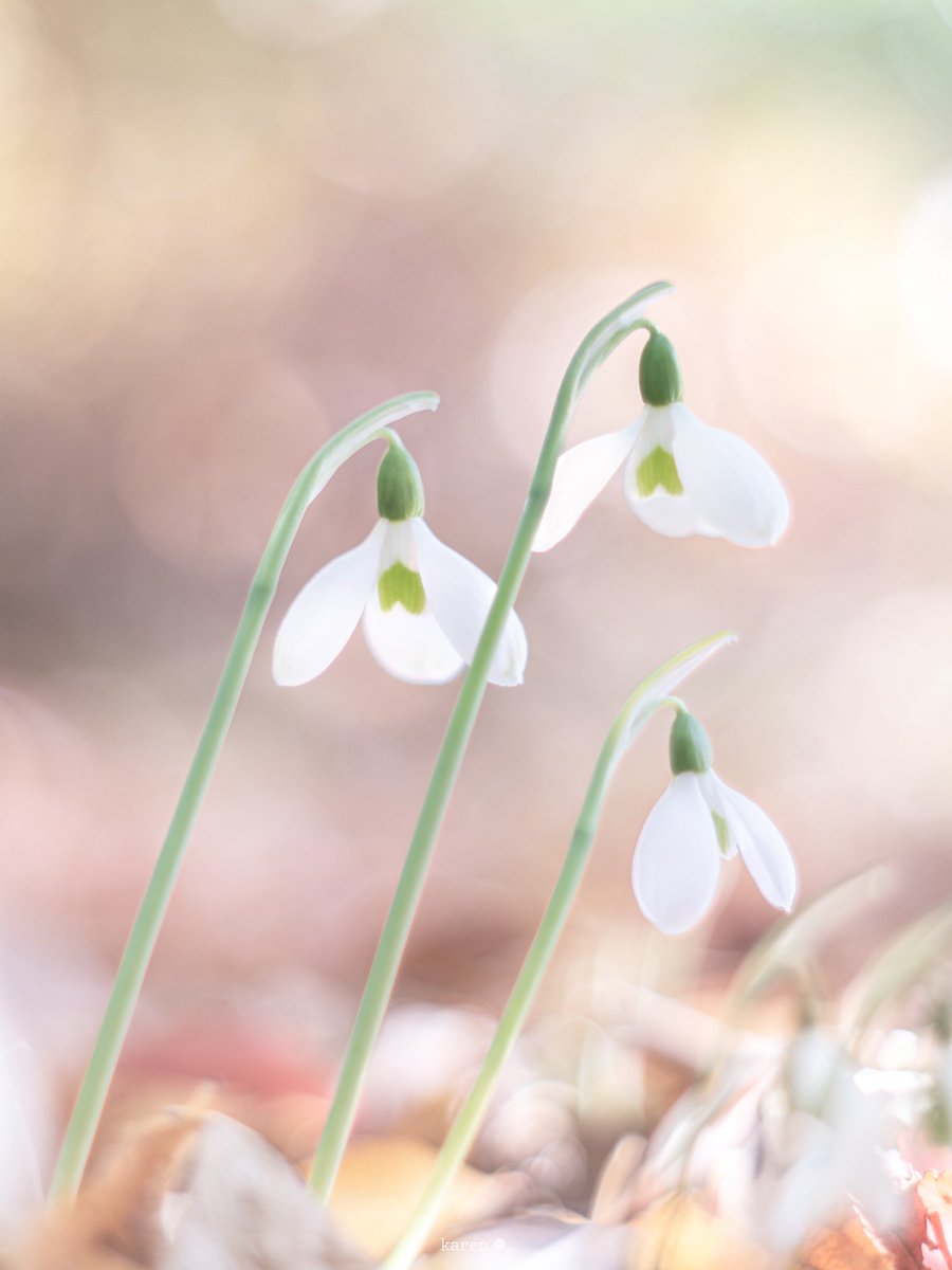 衣子🍀多忙により時々休みます🍀 (@jv_4z) / Posts / X