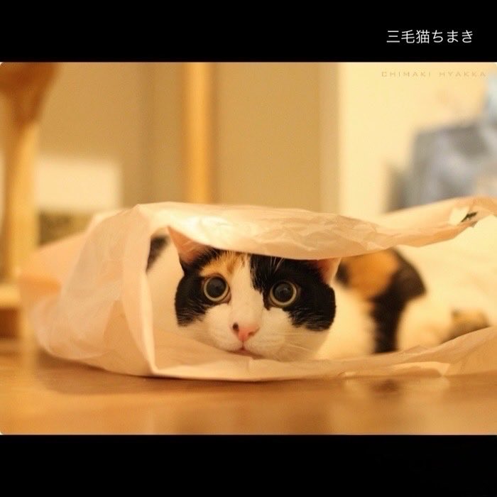 三毛猫ちまき tweet media