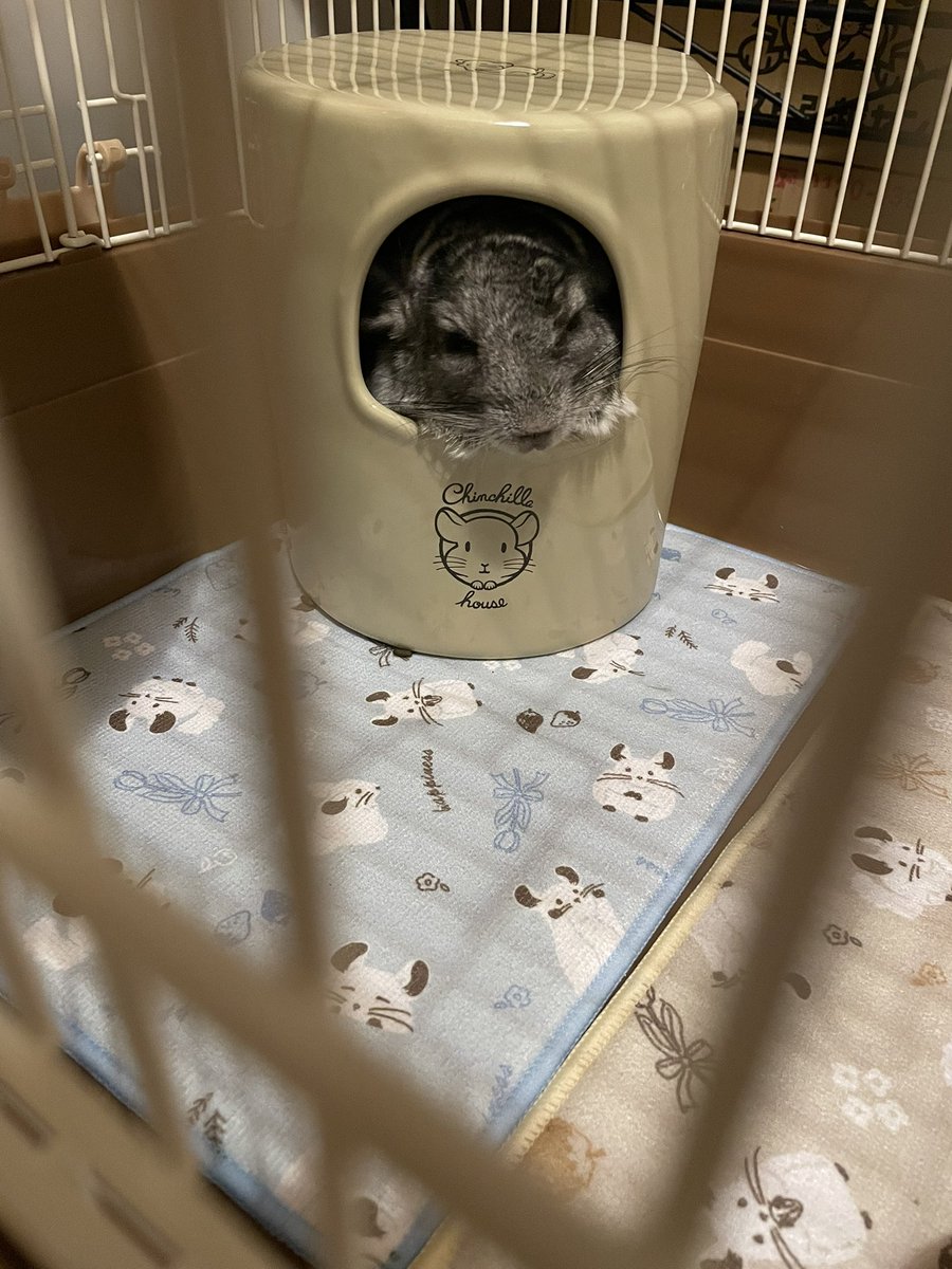 おはさく💙ྀི 朝、ケージを覗いたら ぴのが居なくて あれ？って 焦っ