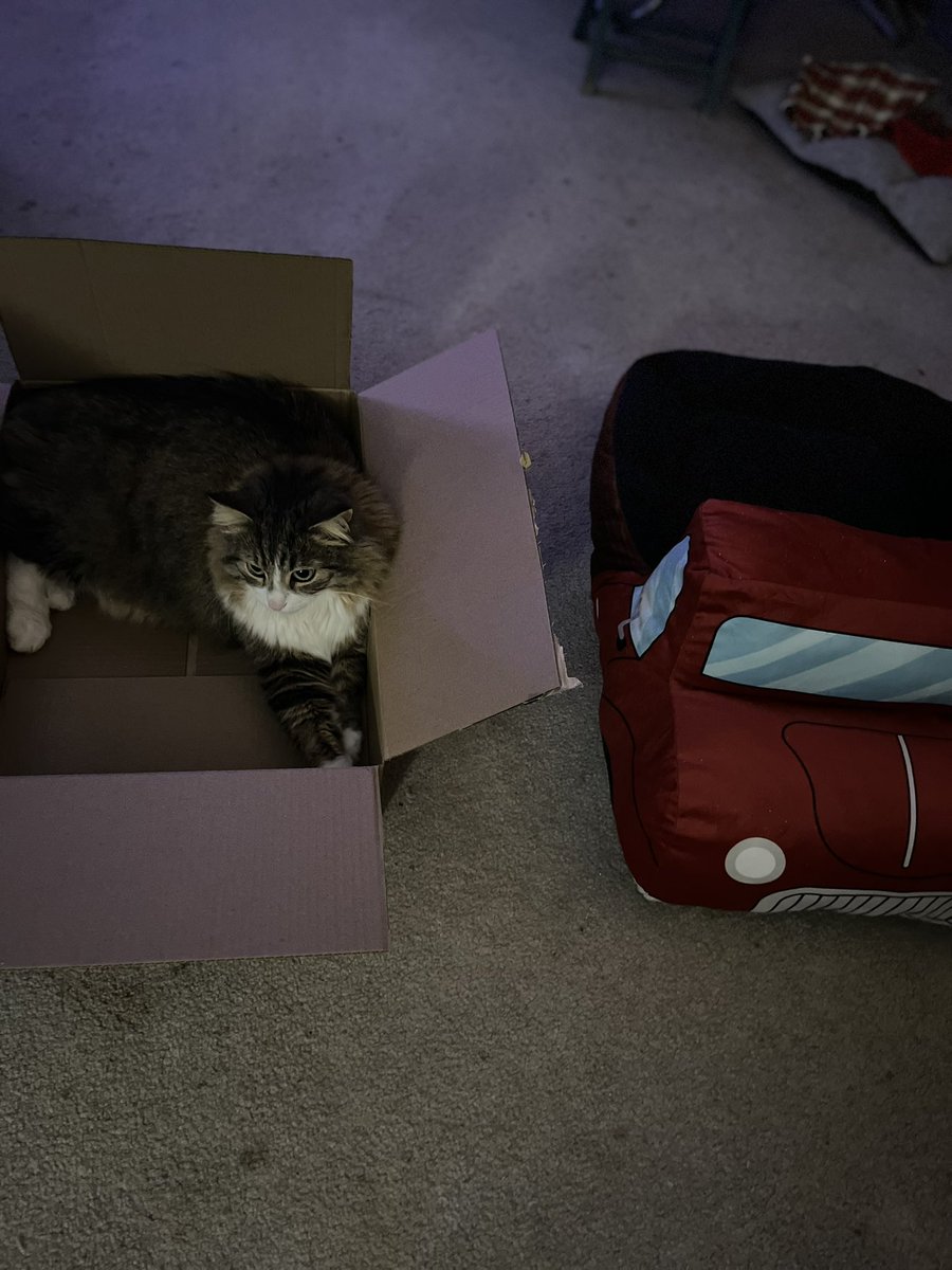 sh_aronL's tweet photo. “Nice try lady” 🙄
📦 > 🐱 🚗 🛌 https://t.co/GNy9MTdclF