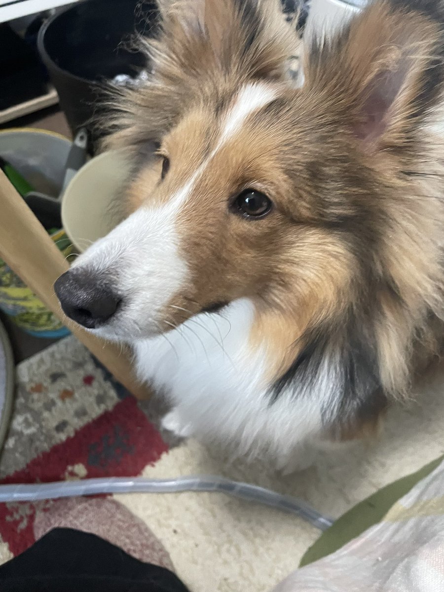 おはよう✨
有田みかん🍊を美味しい😋と食べてたら、みかん大好きわんこ出現…！ちょーだい✨と目をキラキラさせてきたので一切れ上げました！
迷子犬の投稿よく見かけますが、首輪とハーネスのダブルリードしたり玄関に柵を設けるの吉…迷子の子見つかりますように… #Sheltie #シェルティ