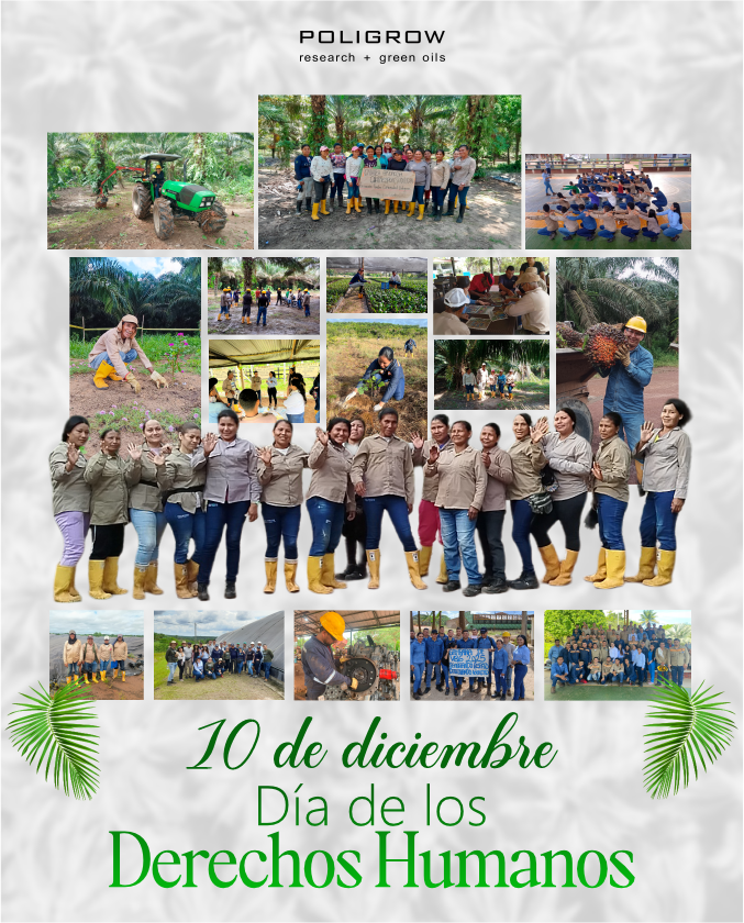 poligrow's tweet photo. Sembrar palma es sembrar paz.

En el Día de los Derechos Humanos celebramos inclusión, oportunidades y esperanza para Mapiripán. La tierra florece cuando los derechos se respetan. https://t.co/fWhdik7Cnf